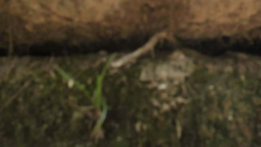 Stream with a small unevenness with stones, sparse and dry grass on the shore in the background, reflection on the water surface, Colomos public park on a sunny day in Guadalajara, Jalisco Mexico