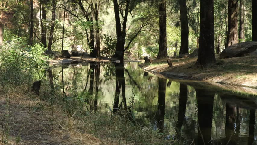 Wooded landscape with a stream with reflection on water surface surrounded by pine trees, sparse grass and wild vegetation on shore, Colomos public park on a sunny day in Guadalajara, Jalisco Mexico