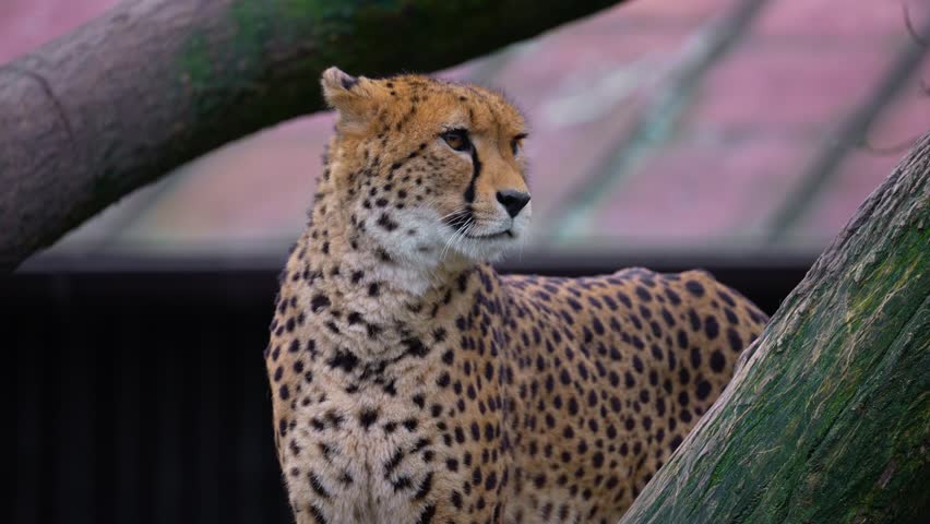 The cheetah body and head close up. The cheetah (Acinonyx jubatus) is a large cat native to Africa and central Iran.