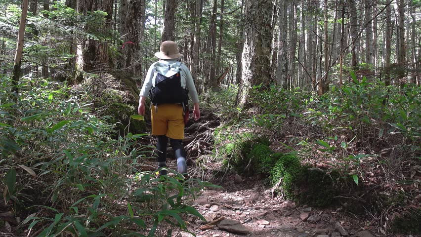 Back shot of a mature woman trekking in forest (fixed shot)