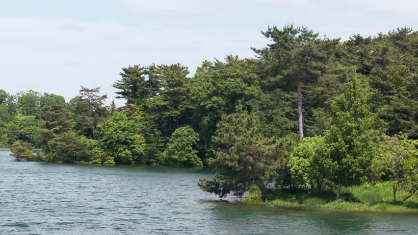 Lush green waterside forest Forest Park