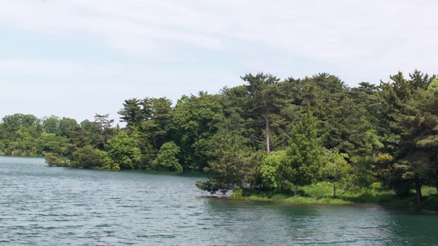 Lush green waterside forest Forest Park