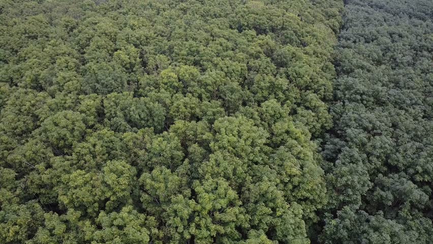 A forest full of threes, in Oaxaca, Mexico, latin america 