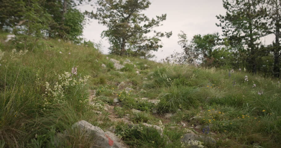 Hiker with an orange backpack walking up a green path where among grass grow some meadow flowers and are blooming.