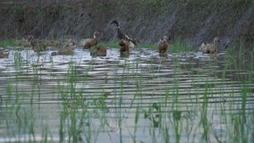 A flock of ducks on the rice fields full of water