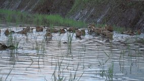 Herd of ducks grazing in a pond