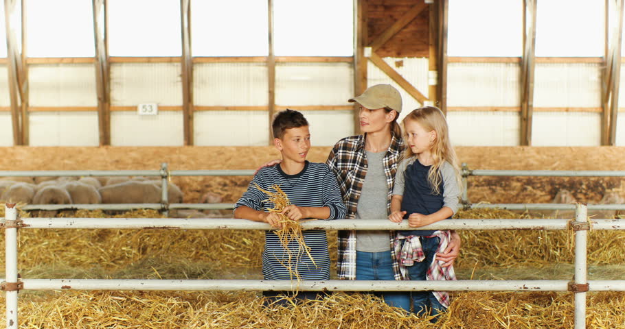 Happy cheerful Caucasian beautiful mother standing in shed with small son and daughter and feeding animals. Kids with mom having fun at farm. Sheep flock on background. Farming concept.