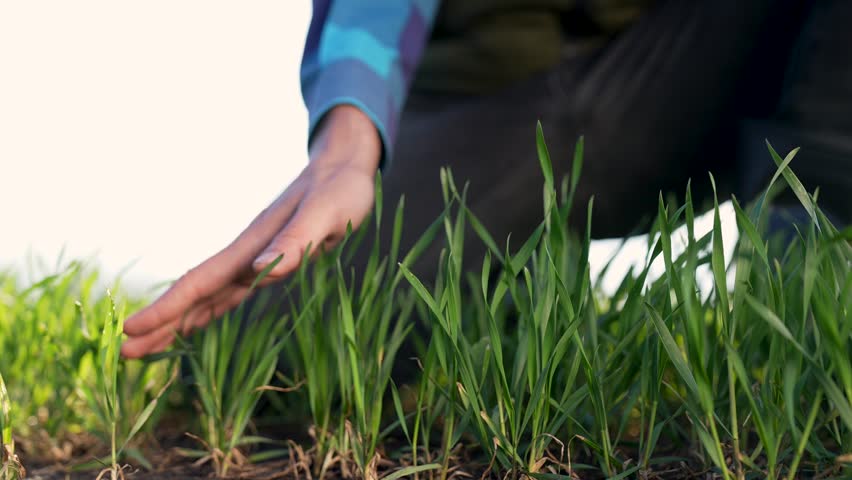 Male farmer hand touches young shoots of wheat close-up. farmer works in field, controls quality of crop. Farmer hand on green shoots. Agriculture in work of farmer. Touch green shoots with your hand. Royalty-Free Stock Footage #1099157895