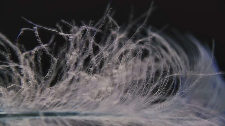 Slow motion feather background. Macro. Close up. White fluff in black background | Shutterstock HD Video #1099158045