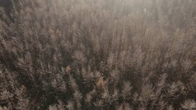 Aerial footage over the pine forest at sunrise