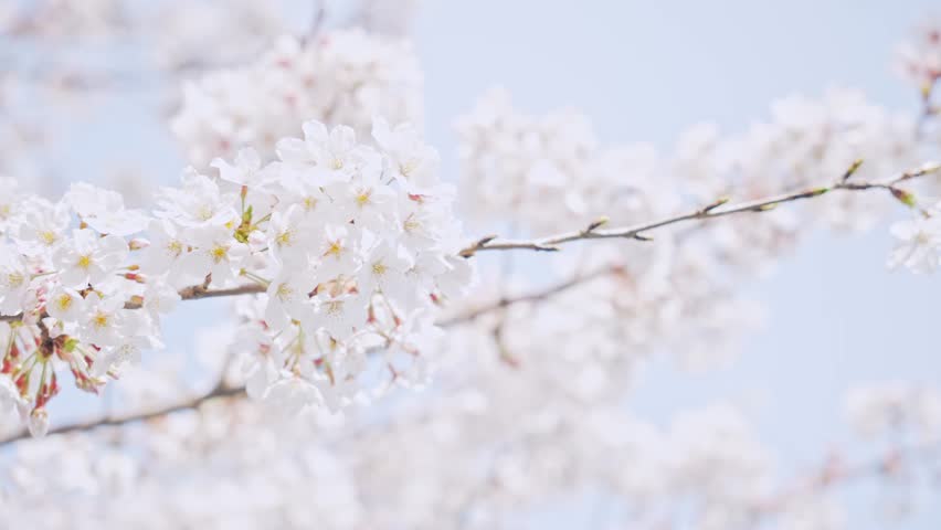 Cherry blossomes concept. Japanese sakura. Hanami. | Shutterstock HD Video #1099160031