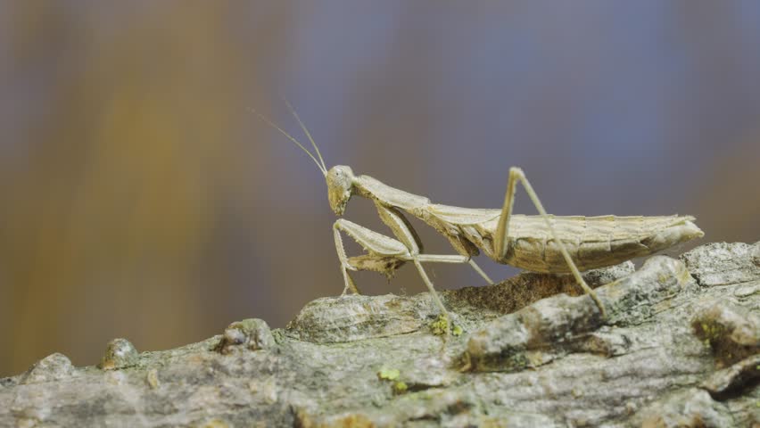 Close-up of female praying mantis standing swaying on tree branch, camouflaged against its background, turning her head and looking at the camera. Crimean praying mantis (Ameles heldreichi)