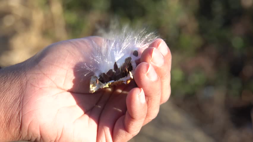 close-up of Asclepias syriaca in hand with blurred background