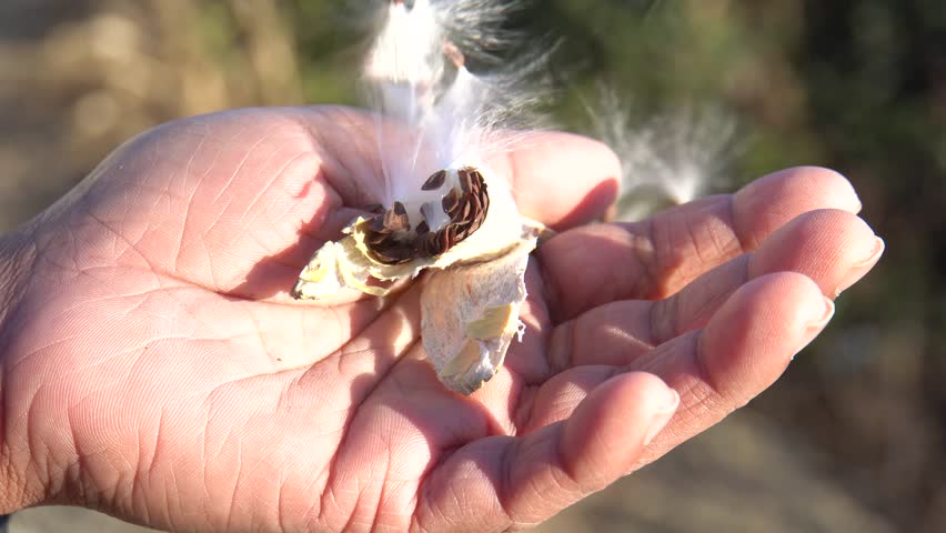 close-up of Asclepias syriaca in hand with blurred background