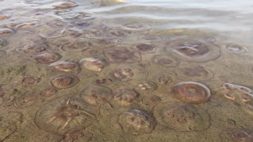 Many dead jellyfishes laying on beach in water. Waves moving