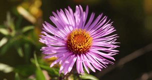 Slow motion video of colorful lilac aster alpinus flower growing and blooming, , close up, macro