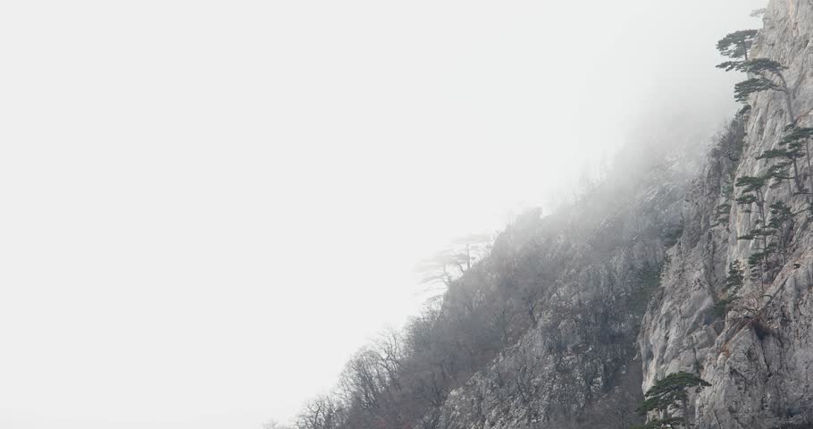 Pine trees on a rock in the fog. Mist on the mountainside. wild nature of montenegro. atmospheric scene. High quality 4k footage