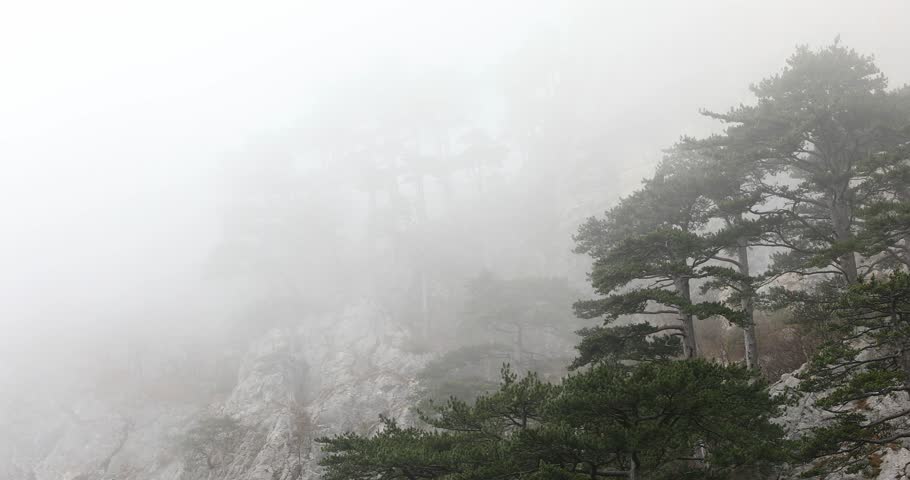 Pine trees in the fog. coniferous trees on the rock. Mist on the mountainside. wild nature of montenegro. atmospheric scene. High quality 4k footage