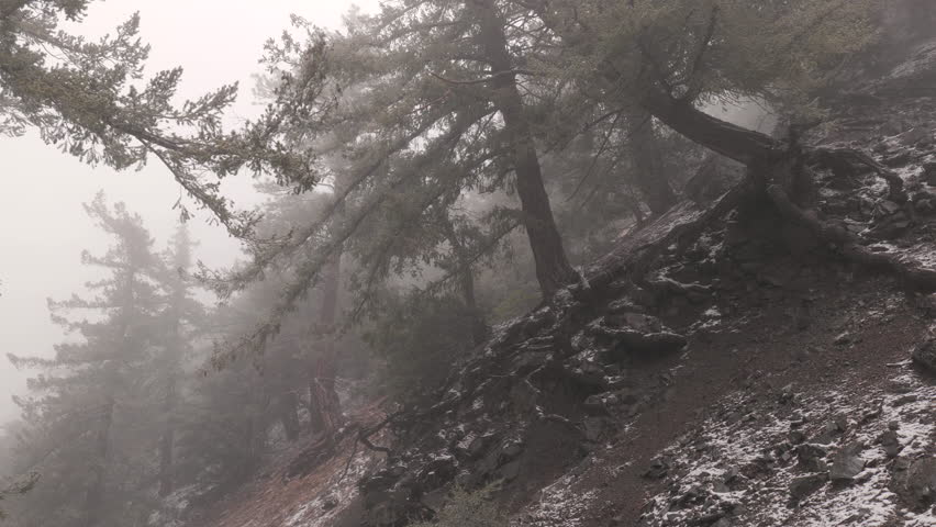 California mountain winter forest in fog. San Bernardino national forest close to the San Antonio waterfall. 
