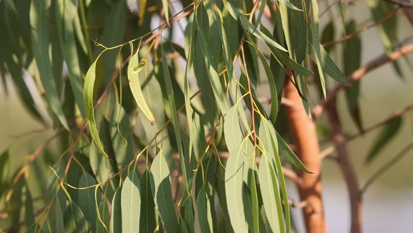 Eucalyptus leaves swaying in the wind slow motion 4K Royalty-Free Stock Footage #1099178655