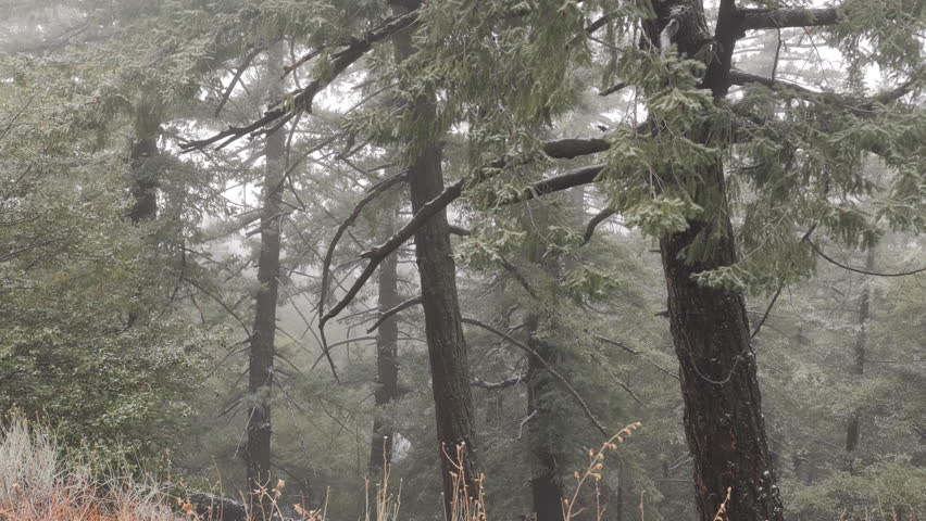 California mountain winter forest in fog. San Bernardino national forest close to the San Antonio waterfall. 