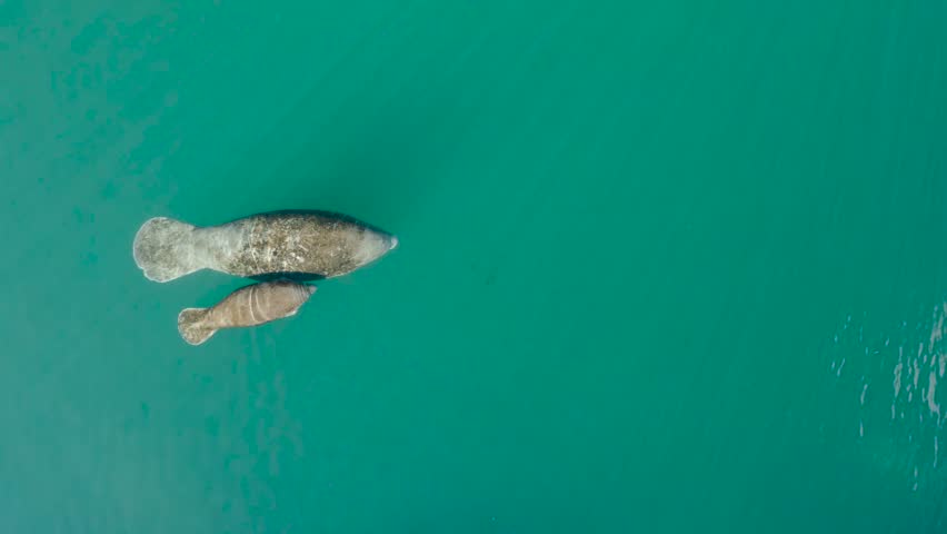 overhead shot of mother and son manatees swimming in a river with clear water