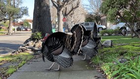 4K HD video of male and female turkeys walking down sidewalk and in yards of suburban neighborhood in Northern California.
