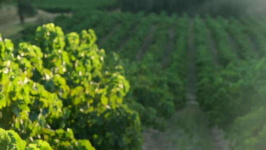 Vineyard landscape in morning mist. Wine grapes harvest.Vitamins.dieting. Green vineyards on steep slopes in Italy during a sunny summer day. Rows of grapevine plants in vineyard on sunny day. Royalty-Free Stock Footage #1099189179