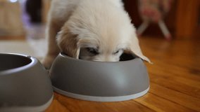 golden retriever puppy eats dry food from a gray bowl. a golden retriever eats dog food from his bowl in a kitchen, food supplements for pets. golden retriever eating food in a bowl. horizontal video