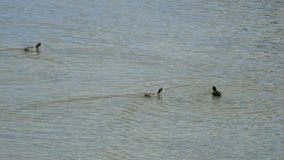 A flock of coots looking for food
