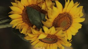 bouquet of sunflowers, close-up. Close up hands and bouquet of flowers. Bouquet of yellow sunflower. Bouquet of beautiful yellow sunflowers on a yellow background. vertical video - Powered by Shutterstock - Get 15% off with code: PIKWIZARD15