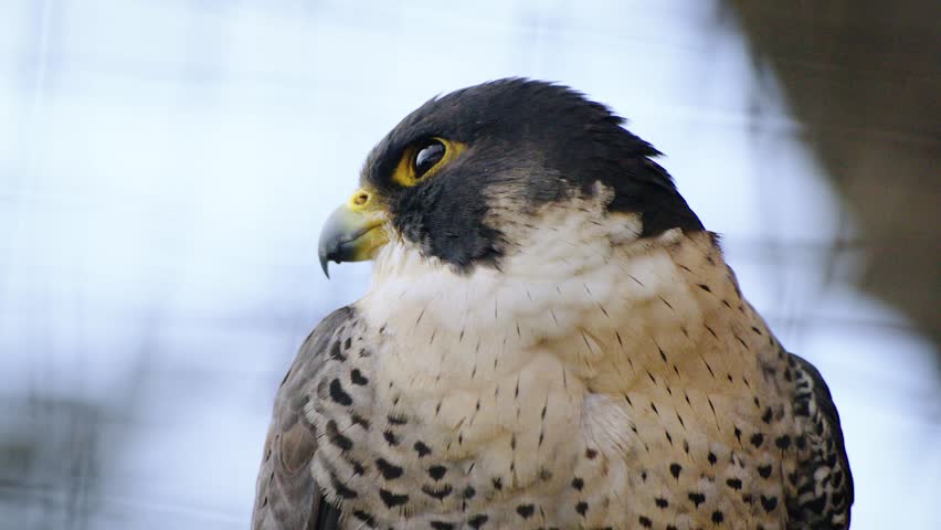 Awesome closeup shot of a beautiful falcon in soft light with nice bokeh 