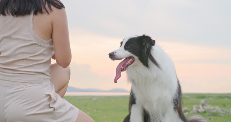 Cute black and white border collie dog touch owner hand by paw, give high five to woman. Attractive young asian female animal trainer play with her smart cheerful pet with sunset in park. Slow motion. Royalty-Free Stock Footage #1099199925