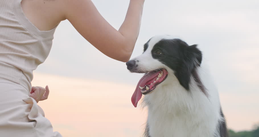 Cute black and white border collie dog touch owner hand by paw, give high five to woman. Attractive young asian female animal trainer play with her smart cheerful pet with sunset in park. Slow motion. Royalty-Free Stock Footage #1099199939