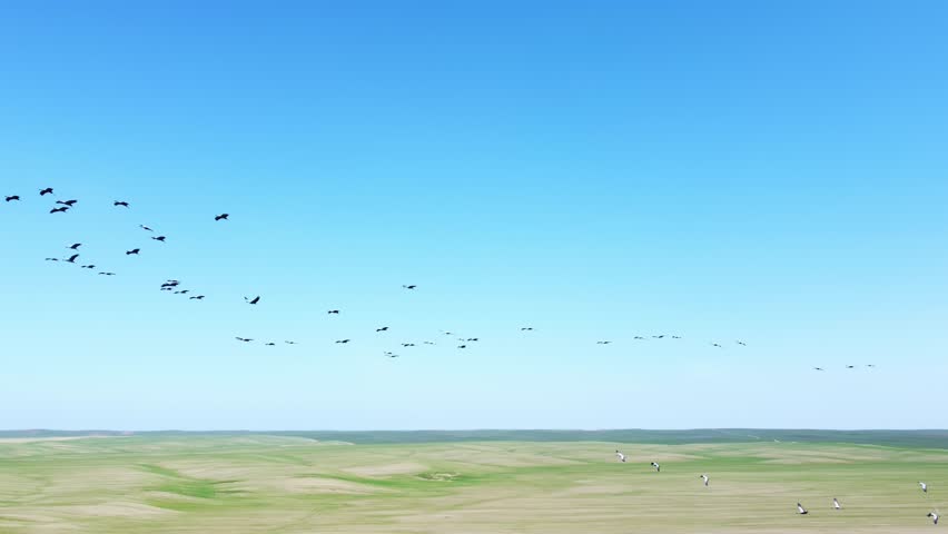 A wedge of cranes in the sky fly in a circle over a field of green grass.Beautiful birds are flying on the ground, there are craters on the ground from a peaceful explosion.