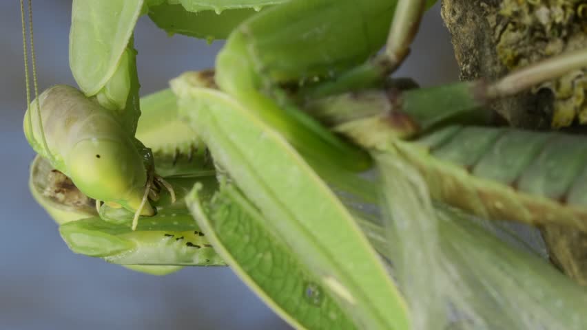 Vertical video, Cose-up portrait of Sexual cannibalism, large female green praying mantis eats male after mating on branch covered with lichen. Transcaucasian tree mantis (Hierodula transcaucasica)