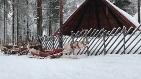 Reindeer sleigh rides in Santa Claus Village, Rovaniemi, Finland   - Powered by Shutterstock - Get 15% off with code: PIKWIZARD15