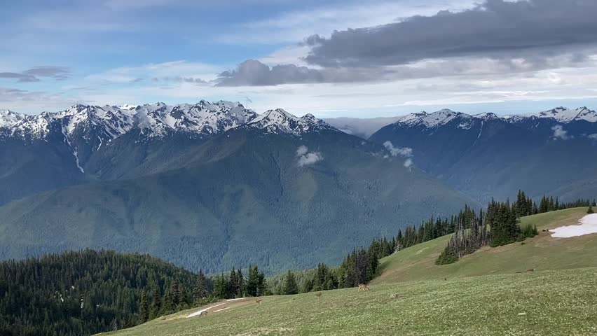 A herd of deer graze on a meadow a Hurricane Ridge with the stunning snowcapped Olympic Mountains and lush green valley in the background - Nr Port Angeles, Washington, USA