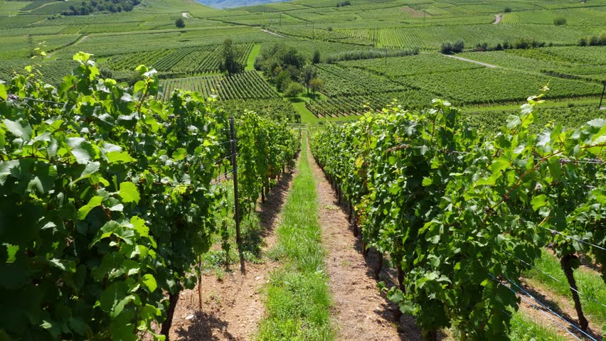 Walking up at hill slope in aisle between grapevine bushes, looking back. First person view of famous Alsatian vineyards, from backpacker perspective. Lush green vines at fertile summer time. Royalty-Free Stock Footage #1099213641
