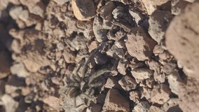 Vertical Video Tarantula Walking in Slow Motion