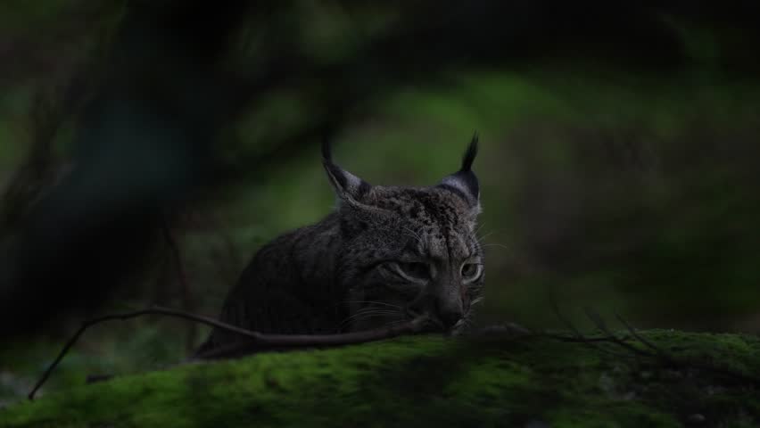 Spain wildlife. Iberian lynx, Lynx pardinus, wild cat endemic to Iberian Peninsula in southwestern Spain in Europe. Cat with red deer catch kill food. Canine feline with spot fur coat, sunset light. Royalty-Free Stock Footage #1099215193