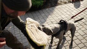 Cynologist dog bites and clings to the criminal's hand during training, slow motion - Powered by Shutterstock - Get 15% off with code: PIKWIZARD15