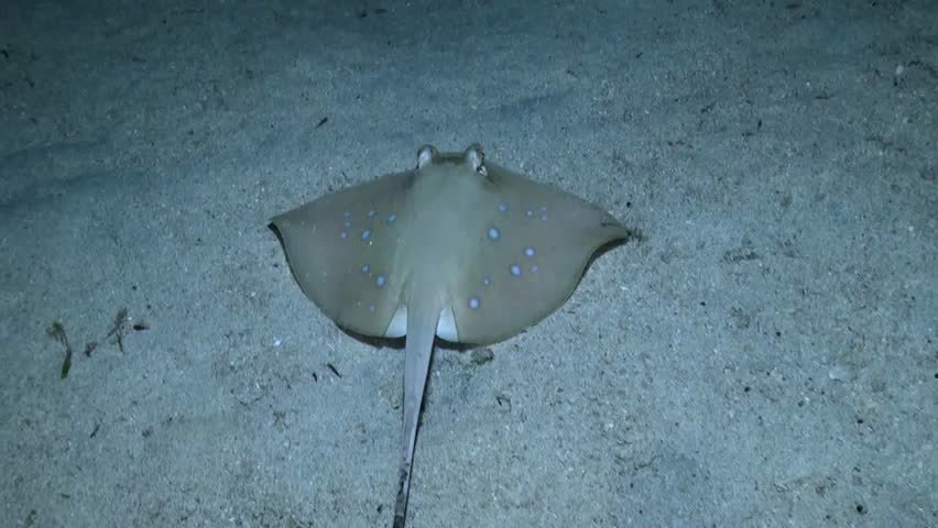 Bluespotted Stingray (Neotrygon kuhlii) Hides in the Sand at Night - Philippines Royalty-Free Stock Footage #1099223153