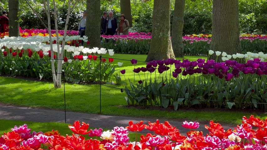 People enjoy colorful tulips on sunny day at the Keukenhof flower garden, Lisse, The Netherlands, April 28, 2022. High quality 4k footage