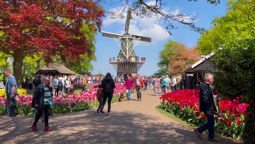 People enjoy colorful tulips on sunny day at the Keukenhof flower garden, Lisse, The Netherlands, April 28, 2022. High quality 4k footage