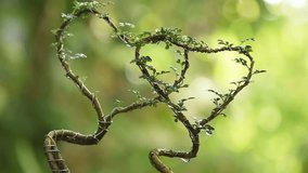 Feroniella lucida tree bends to heart shape on nature background.