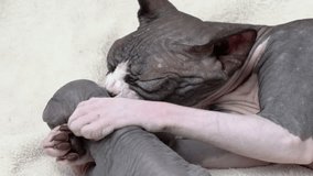 Mother cat hugging and holding her kitten with two paws and licking her baby kitty. Domestic feline family of Canadian Sphynx Cat, carefully nursing and childhood concept. Part of series, real time