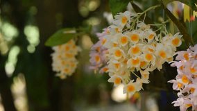 Dendrobium lindleyi orchid on nature bokeh background.