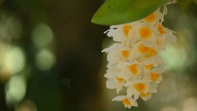 Dendrobium lindleyi orchid on nature bokeh background.