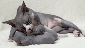 Mother cat carefully licks and washes her two kittens. Mommy Canadian Sphynx Cat sitting and nursing her domestic feline family, serene childhood at home concept. Real time 4K shot video, part series